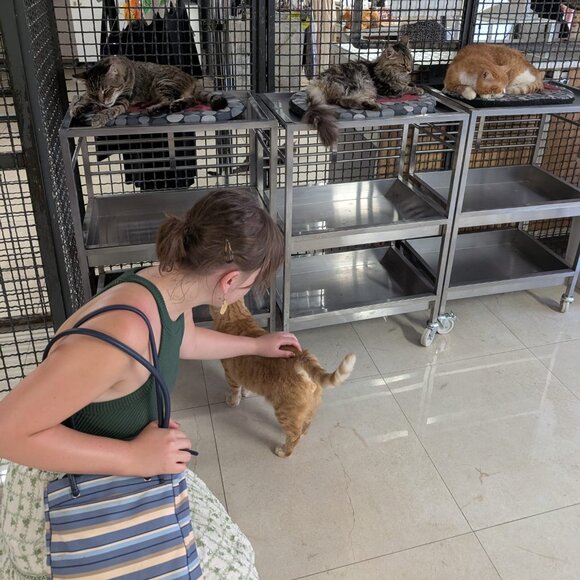 Meet your Posher, Anya - Picture 1 of 1